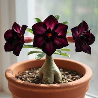 Sementes de rosa do deserto negra tripla em Oferta na Shopee