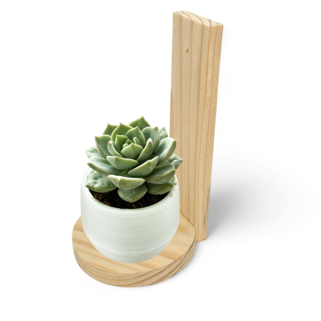 KIT 6 Prateleiras decorativas suspensa nicho de parede suporte de madeira pinus para vasos suculenta em Oferta na Shopee