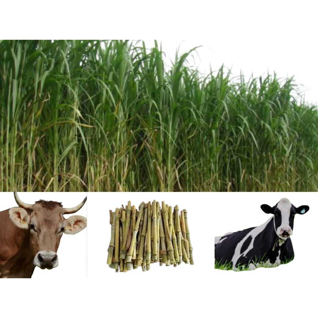 Capim Brs Capiacu: Onde Comprar | BuscaProdutos