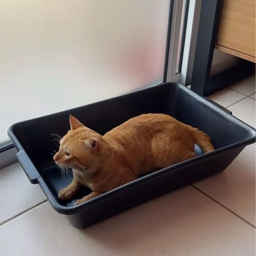 Caixa de Areia para Gato Grande - Caixa Areia Gato em Oferta na Shopee