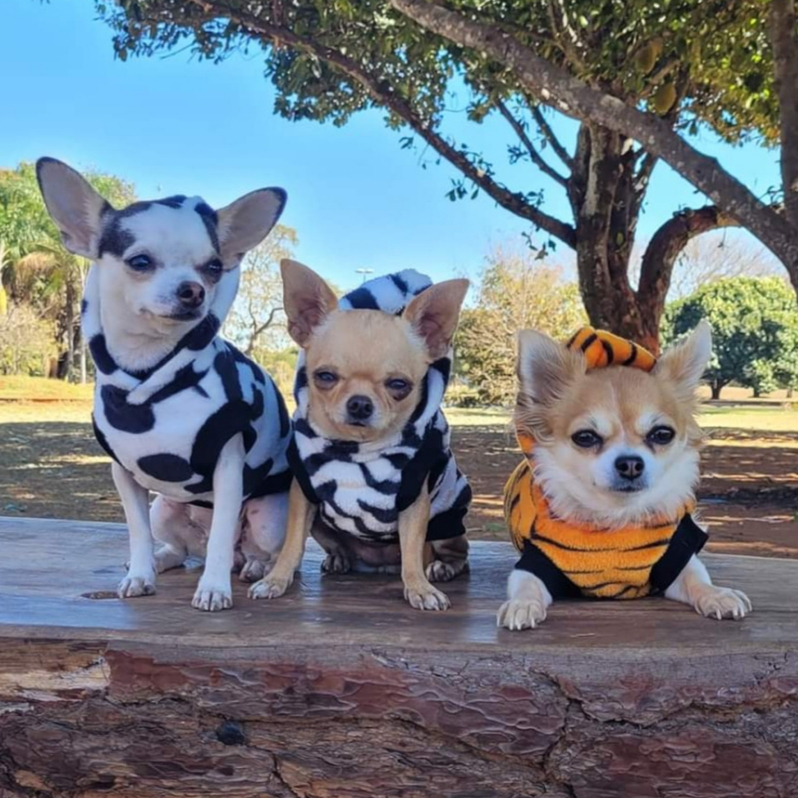 Roupa pet com capuz para cachorro e gato estampa de vaquinha tigre zoo em Oferta na Shopee