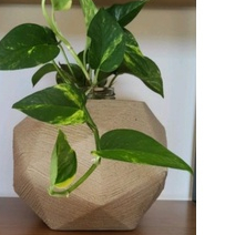 vaso para plantas em polietileno esfera diamante 16x15 em Oferta na Shopee
