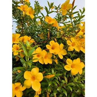 100 sementes alamanda cathartica com manual de cultivo pronta entrega envio em 24h em Oferta na Shopee