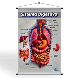 Banner Sala de Aula Sistema Digestivo + Grátis suporte para pendurar em Oferta na Shopee