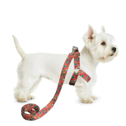Conjunto Peitoral Com Guia De Seda Americano Para Cachorro Cão Porte Pequeno - Conforto E Estilo Pet