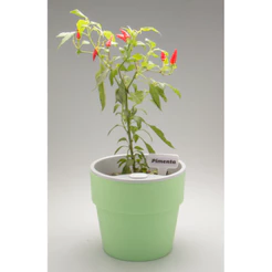 Vaso Autoirrigavel Elegante Cor M Ou Horta Antidengue 15x 12,7cm