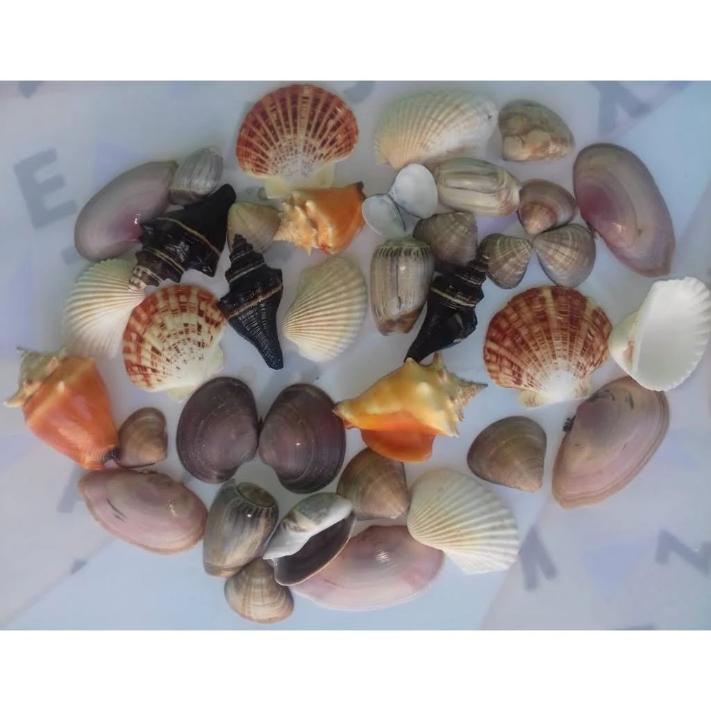 Até 80 unidades de conchas do mar naturais variadas - decoração aquário, nautica, moda praia, artesanato