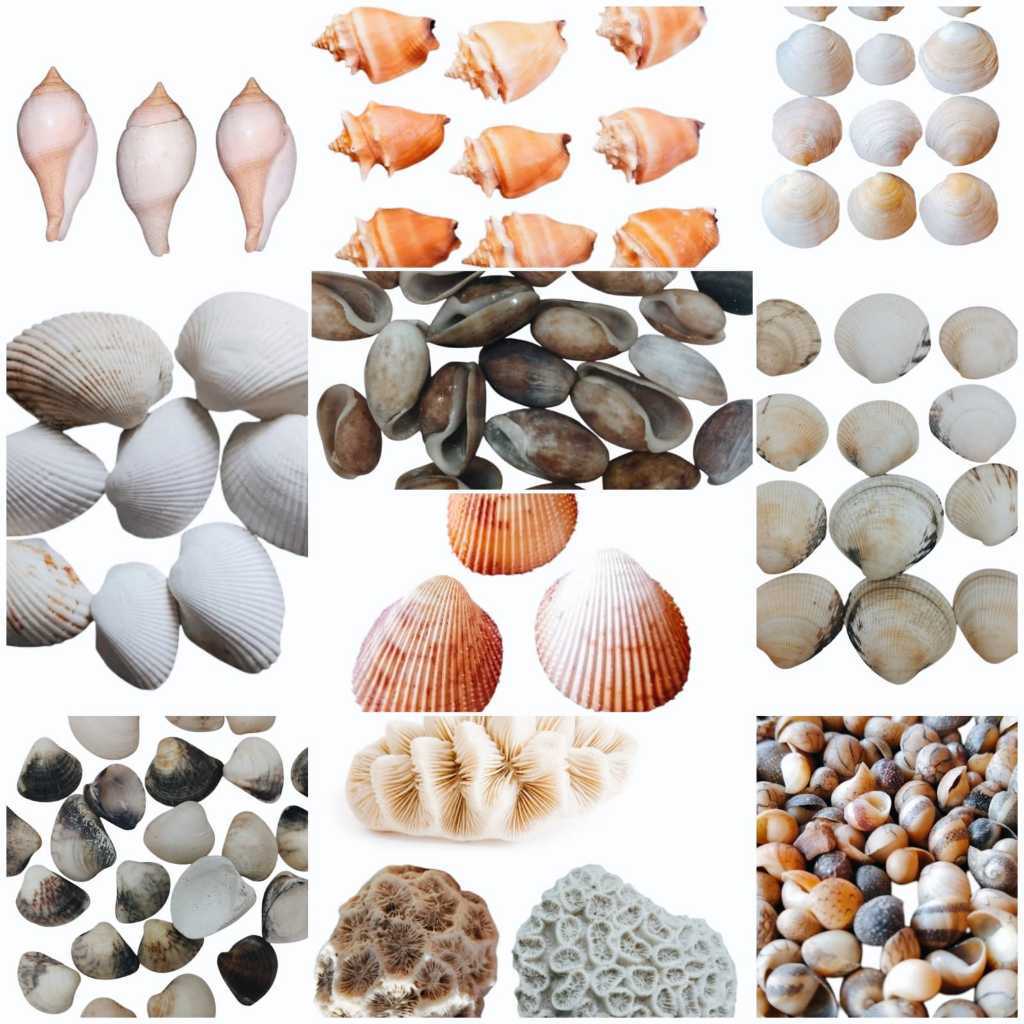 Até 120 unidades!! Conchas do Mar - conchas marinhas naturais - Para aquário, decoração geral e artesanato - ESCOLHA!