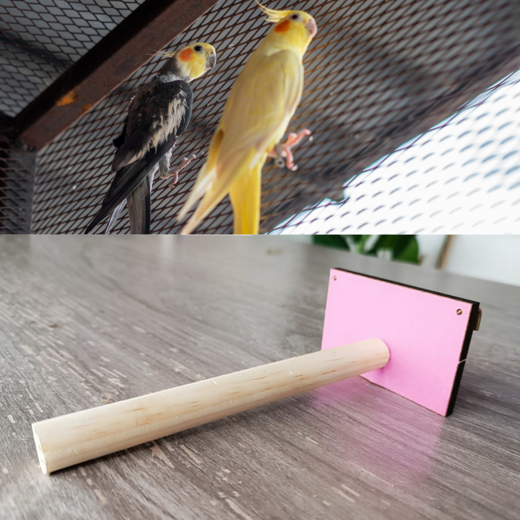 Poleiro para Gaiola e Viveiro de Pássaros Ideal para Calopsitas, Periquitos, Agapornis, Papagaio