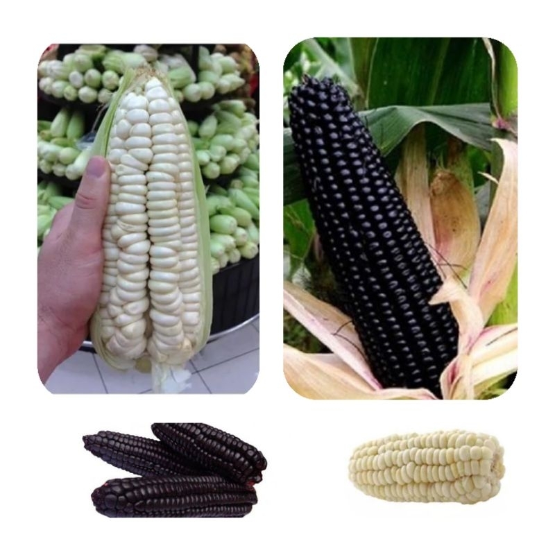 180 Sementes Duas Espécies: 90  Milho Peruano Preto + 90 Milho Gigante Cuzco peruano Branco ( Relíquias agrícolas ).