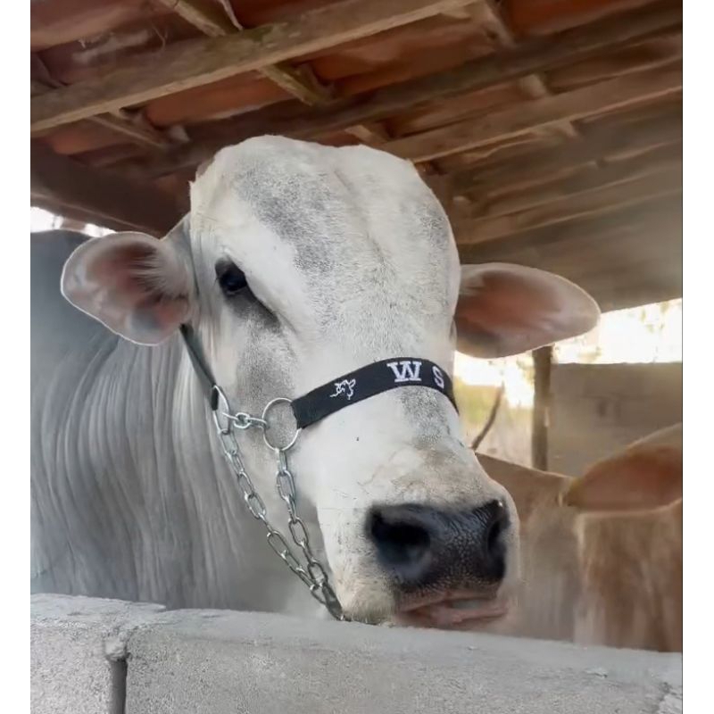 cabresto de corrente 5 argolas para bois . vacas . e touros personalizado com nome de sua preferência entrega imediata