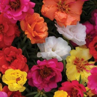 50 Sementes Onze Horas GRANDIFLORA DOBRADA SORTIDA em Oferta na Shopee