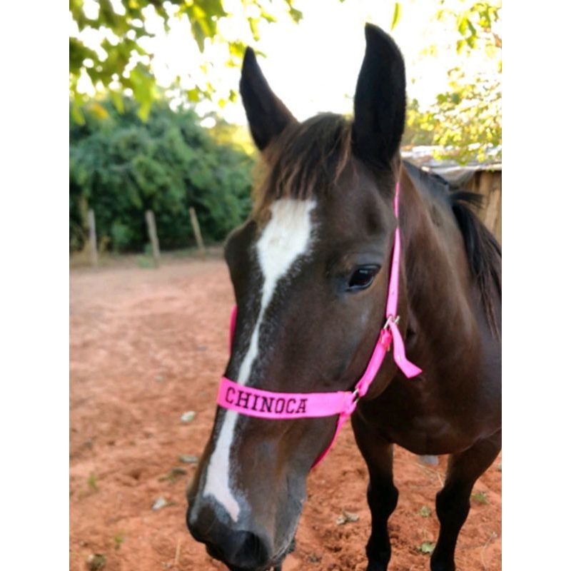 cabresto para cavalo personalizado com nome bordado feito de fitas 30 mm entrega imediata várias cores