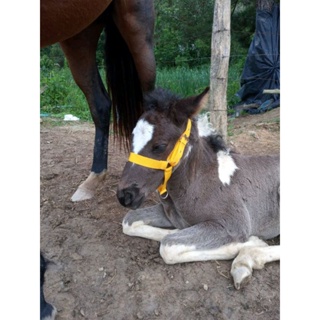 cabresto para potro com nome bordado personalizado entrega imediata com fita 30 mm super forte em Oferta na Shopee