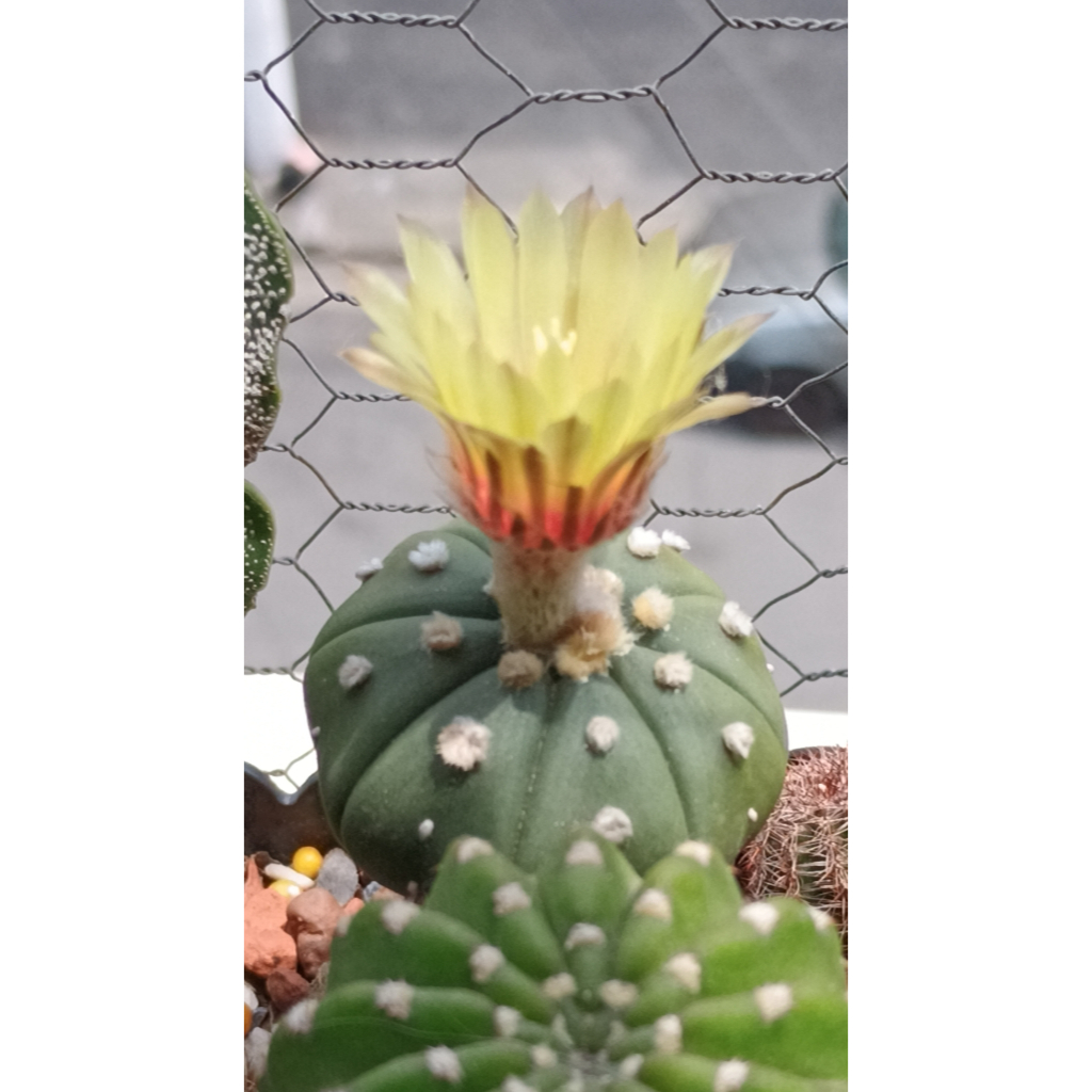 20 sementes astrophytum asterias star shape (importados)