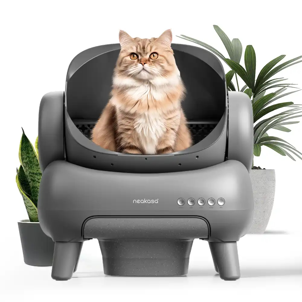 Areia com Controle de Odores: Onde Comprar | BuscaProdutos