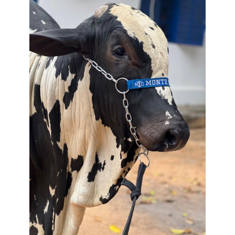 cabresto para vacas touros bois . cabresto de corrente para bovinos 3 argolas  personalizado com nome de sua escolha