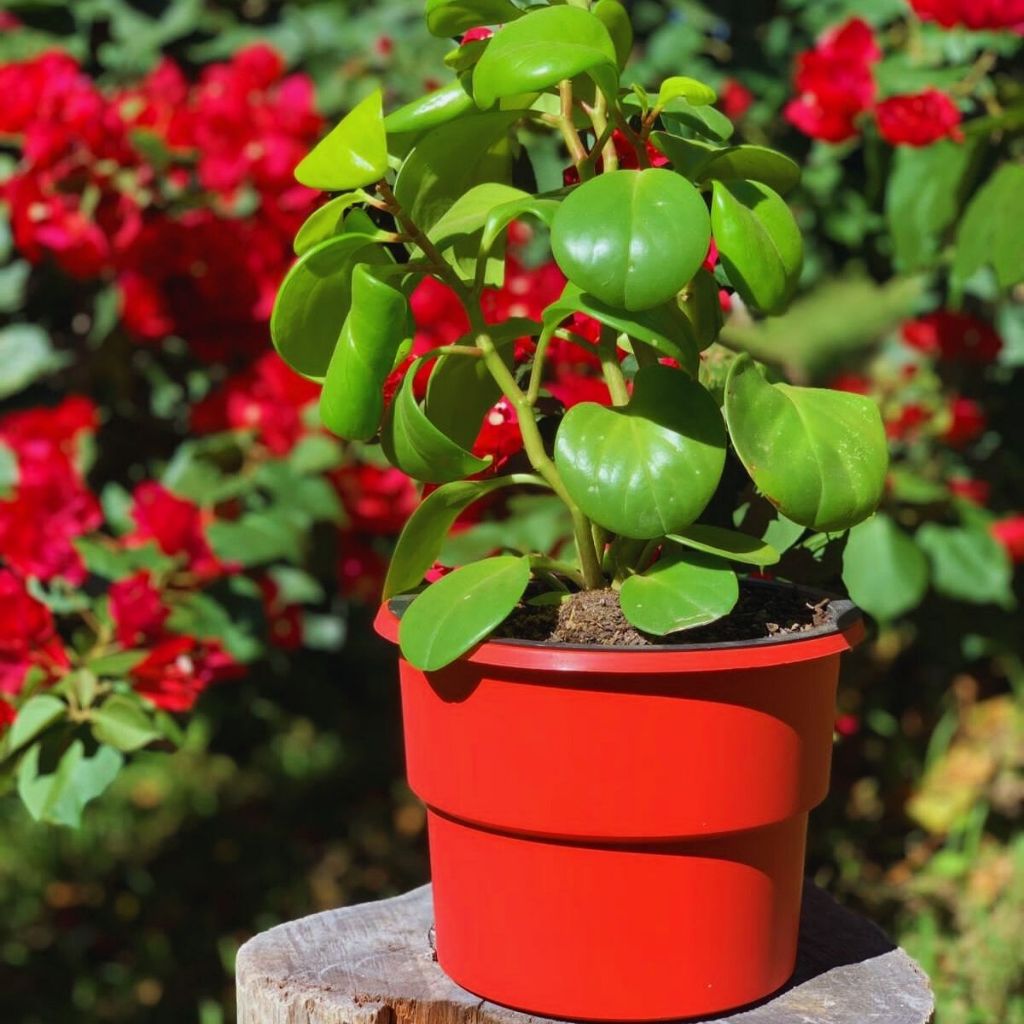 Vaso Plantas Autoirrigável Vermelho Antidengue Flores Hortas Vaso c Cachepô Auto Irrigável
