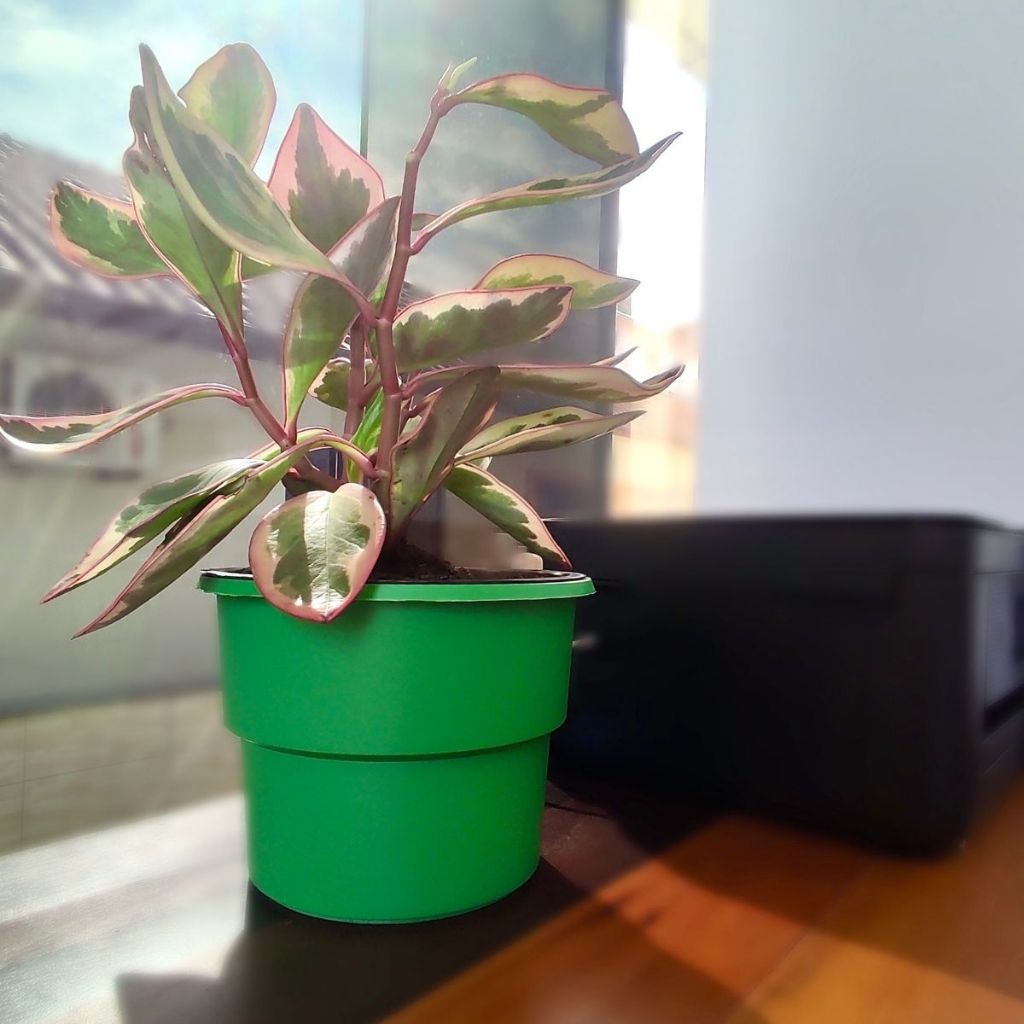 Vaso Plantas Autoirrigável Antidengue Flores Hortas Vaso C Cachepô Auto Irrigável - Cor Verde