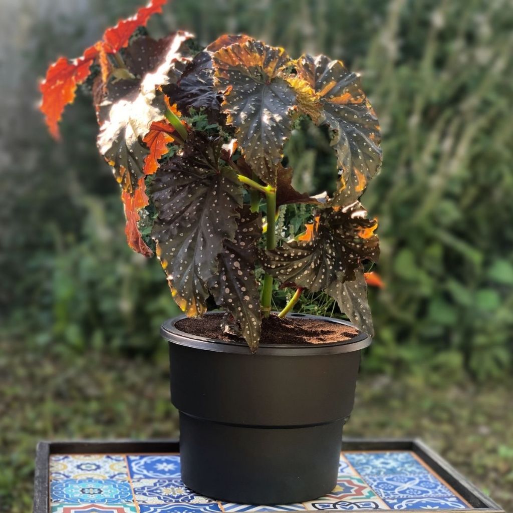 Vaso Plantas Autoirrigável Antidengue Flores Hortas Vaso Com Cachepô Auto Irrigável Preto