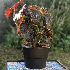 Vaso Plantas Autoirrigável Antidengue Flores Hortas Vaso Com Cachepô Auto Irrigável Preto