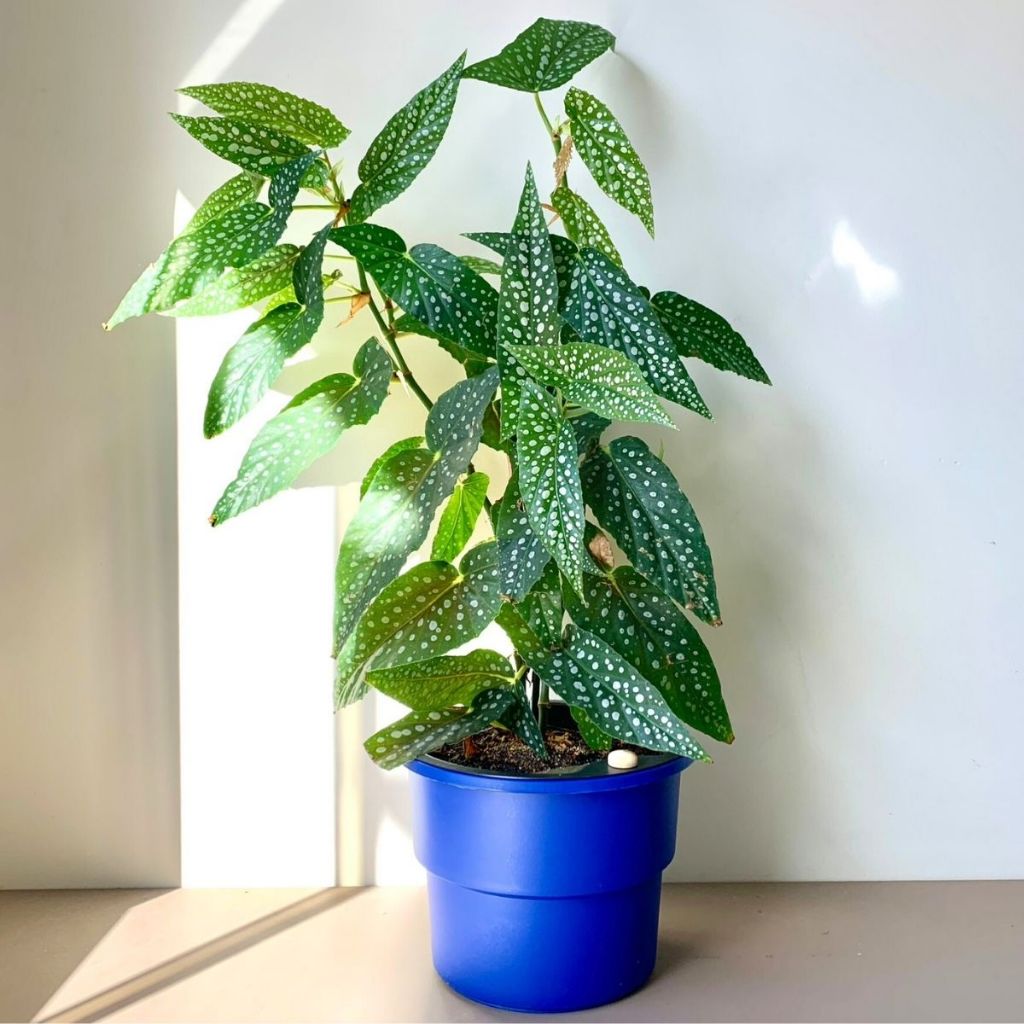Vaso Autoirrigável Plantas Antidengue Flores Hortas Vaso c Cachepô Auto Irrigável Azul