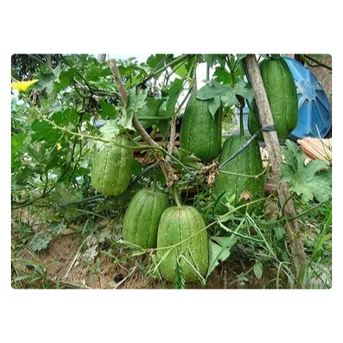 Plantio de Bucha Vegetal: Onde Comprar | BuscaProdutos