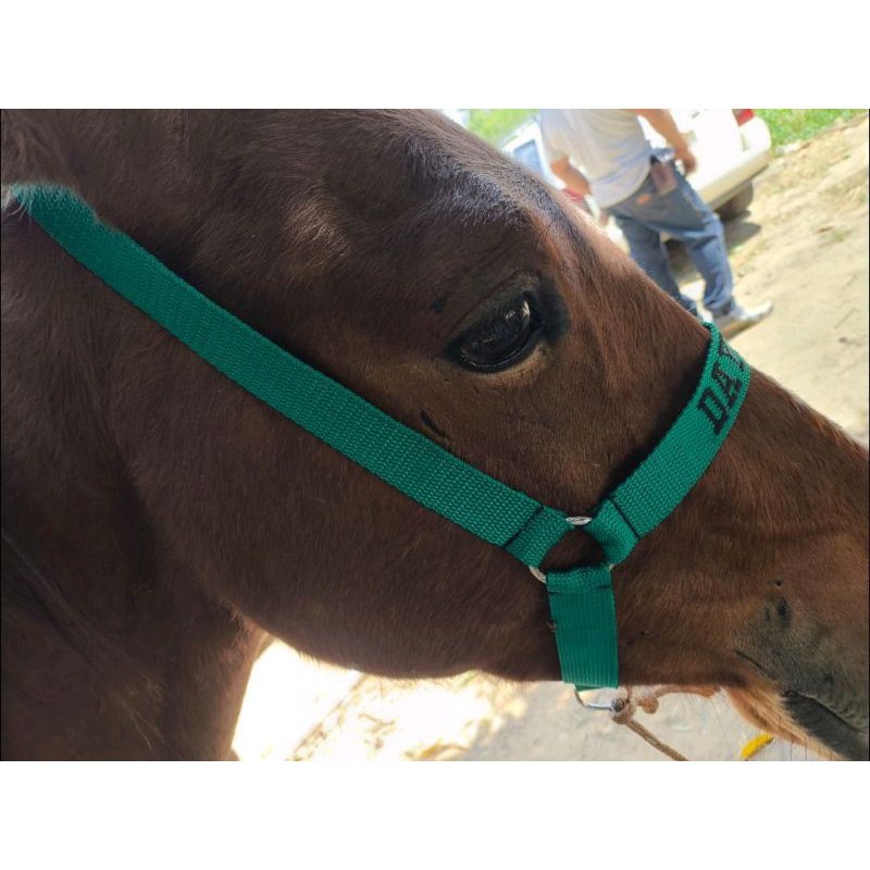 cabresto personalizado para cavalos.bordado com nome . cabresto feito com fita sedosa 30 mm várias cores entrega imediat