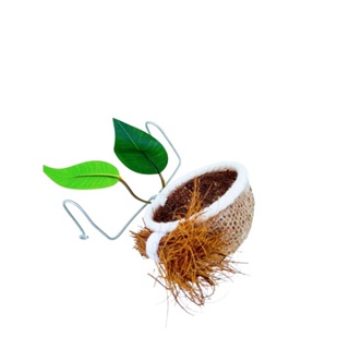 ninho tiziu pintassilgo colerinha papa capim bigodinho caboclinho coleiro baiano em Oferta na Shopee