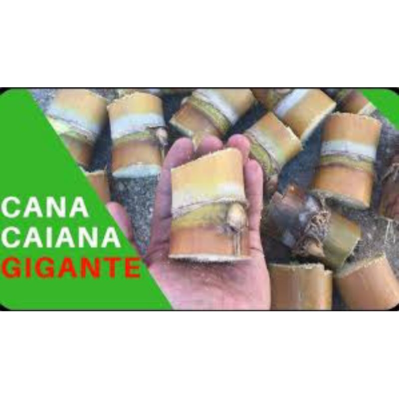 O que é Cana Caiana? Guia e Onde Comprar | BuscaProdutos