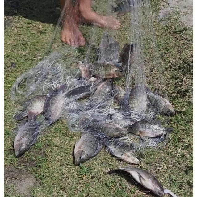 Tarrafa Malha 6 ou 30mm Fio 0.40 , 8 Metros De Roda Tilapia , Piau , Tainha