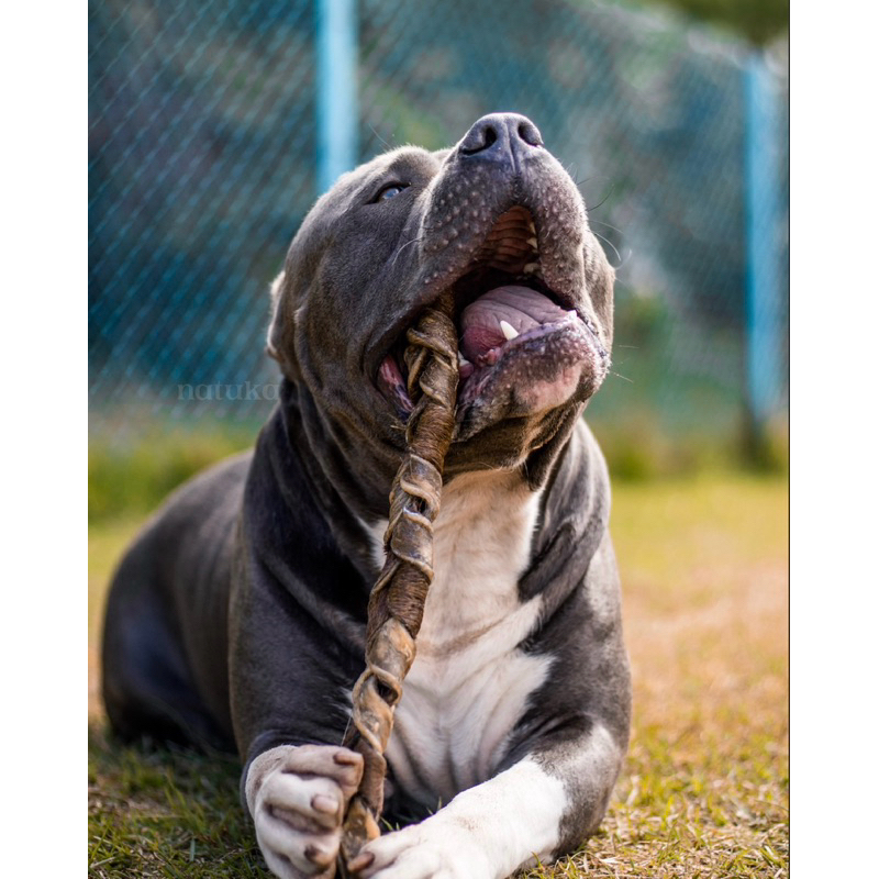 Trança de Couro Bovino para Cachorro Natuka - Mordedor 100% Natural Pet P M G