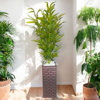 Bambu da Sorte Artificial com Vaso Artesanal – Feng Shui, Equilíbrio e Prosperidade em Oferta na Shopee