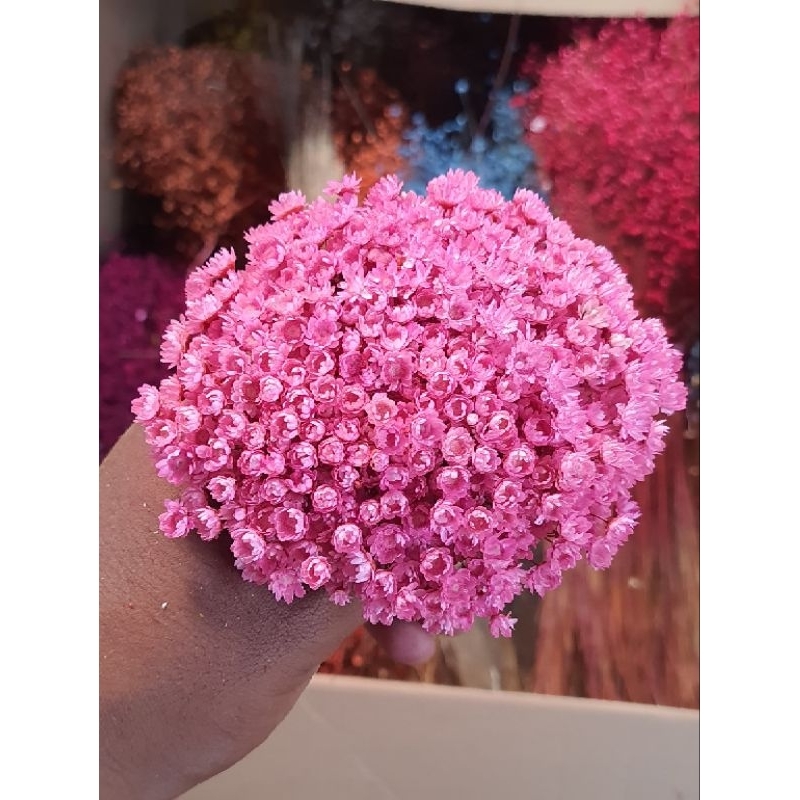 Sempre Viva Florzinha Rosa Bebê I Flores Desidratadas