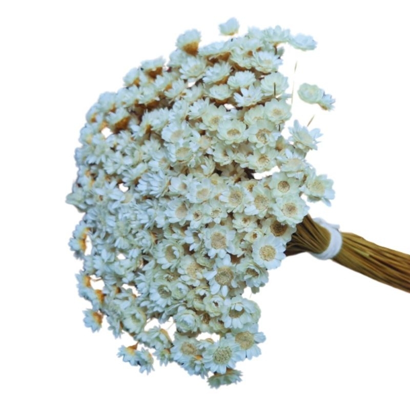 Flor Sempre Viva Florzinha Branca I Kit com até 1.800 flores secas