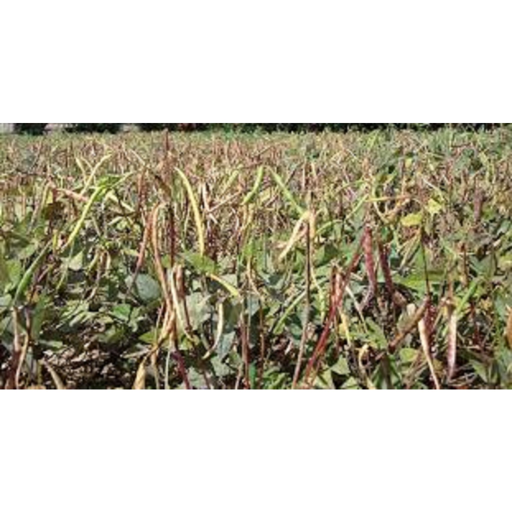 Detalhes do 60 sementes para mudas feijão corda ou verde trepadeira vigorosa produz muito para cercas arames alambrados galhos