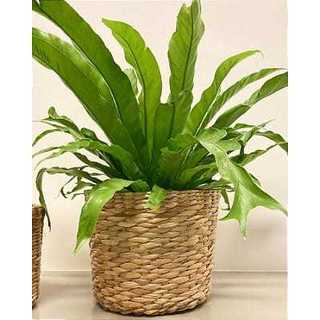 Cesto Cachêpo Organizador em Palha de Taboa - alto - Tamanho G - 35x35x25 Cestos Organizadores ou Decorativos, Redondo