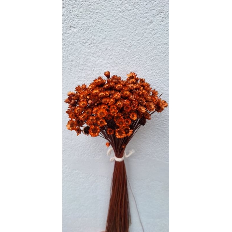 Sempre Viva Florzinha Marrom Terracota I kit com ate 600 flores selecionadas em Oferta na Shopee