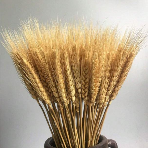 Hastes de Trigo Seco Desidratado 65 cm para Buquês e Arranjos Decorativos