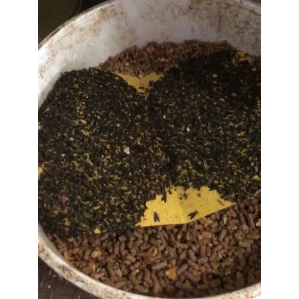 Kit 5 Und Pega Mosca Poderoso Cola Mosca E Insetos Voadores inseticida doméstico — imagem 2 de 2