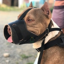 Focinheira para cachorros de Médio e Grande Porte Pitbull Rottweiler Pitbull Husky American