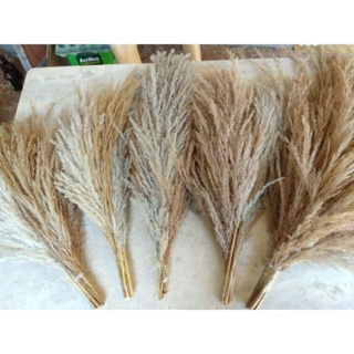 Buquê de capim dos pampas. lindos para todos ambientes decoração casamento Studio luxo festas casa. em Oferta na Shopee