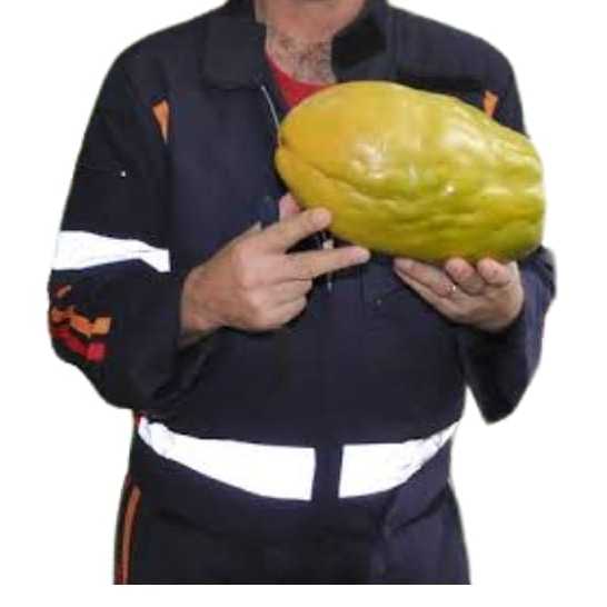 120 sementes maracujá açu gigante  famoso maracujá melão em Oferta na Shopee