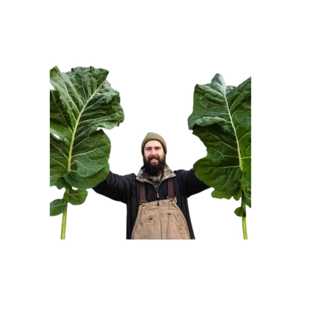 500 Sementes Couve Manteiga Gigante Geórgia em Oferta na Shopee