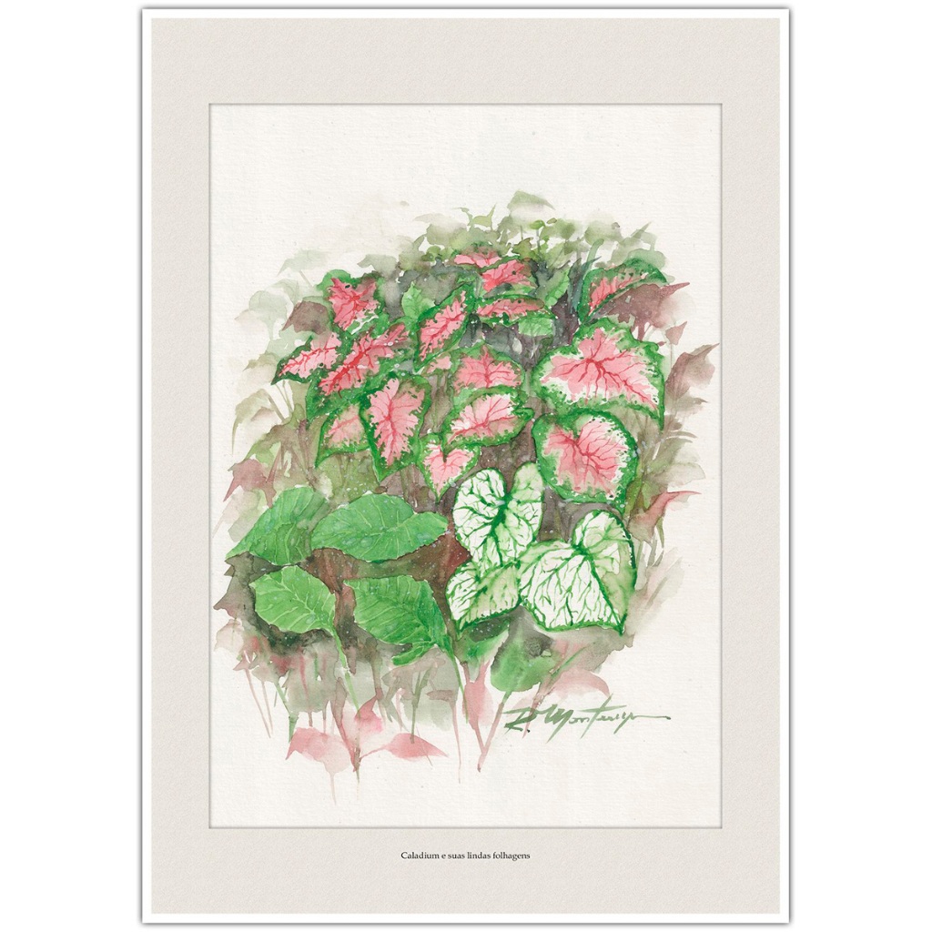 Caladium e suas lindas folhagens | Arte para Quadro Decorativo | Decoração Elegante | A4