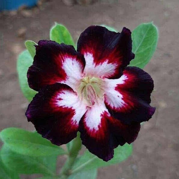 Sementes de Rosa do deserto Black Love Alta Taxa de Germinação