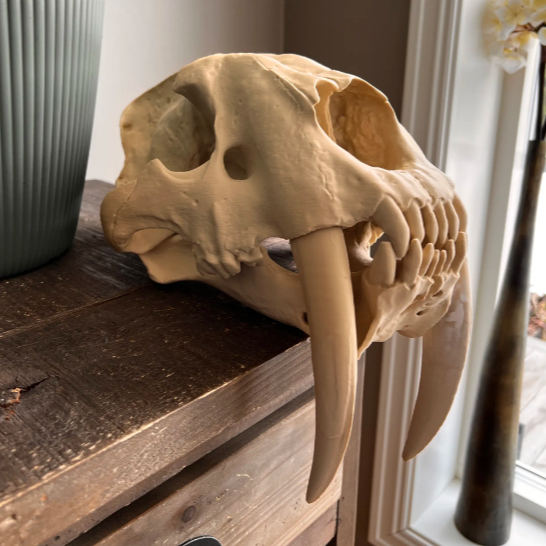 Crânio de Smilodon (Tigre dente de sabre) - Em impressão 3D. em Oferta na Shopee