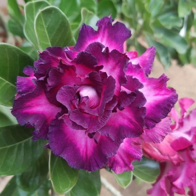 Sementes de Rosa do Deserto Roxa Dobrada