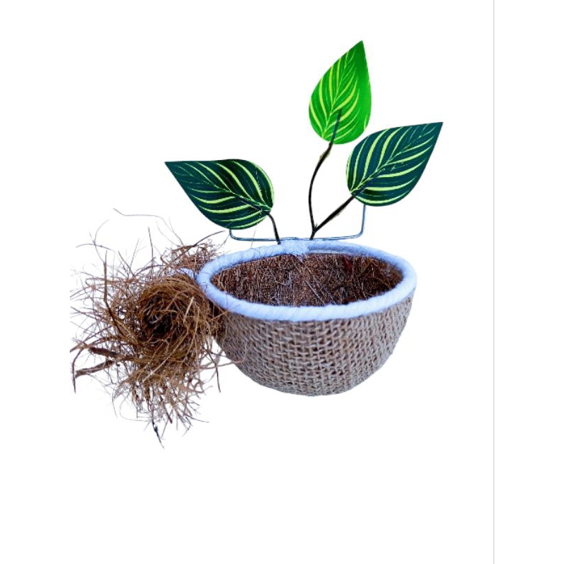 Ninho canário bicudo azulão cardeal e galo de campina em Oferta na Shopee