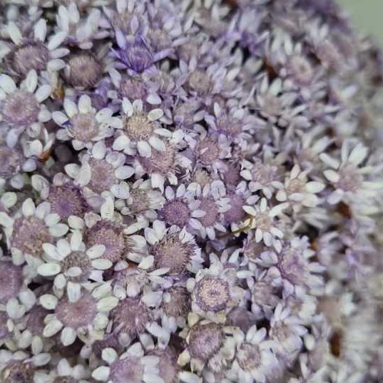 300 aprox mosquitinhos Flor Sempre Viva Natural - para lembrancinhas e artesanato e geral em Oferta na Shopee